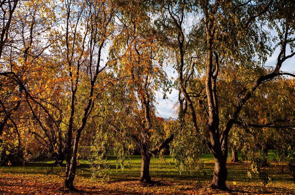 Arnold Arboretum Trees, 2015