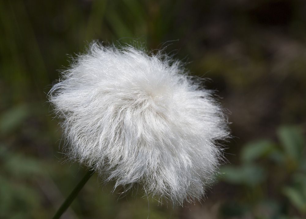 Седой цветок