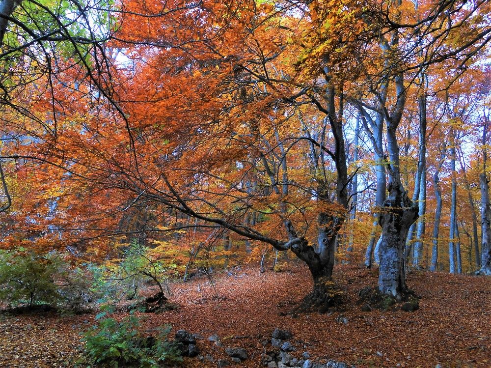 Буковый лес на склонах Чатыр-Дага
