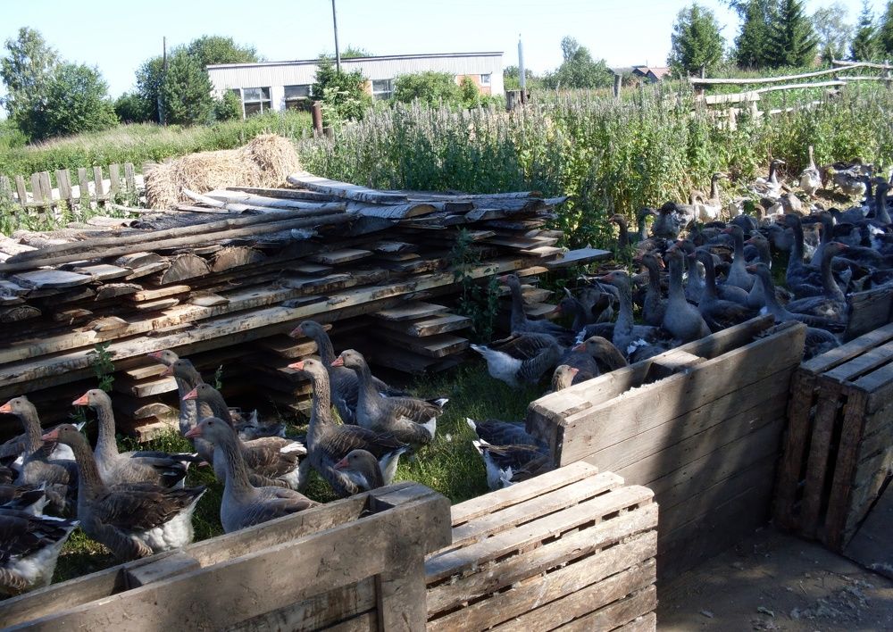 Photograph by Глеб Кузьминых