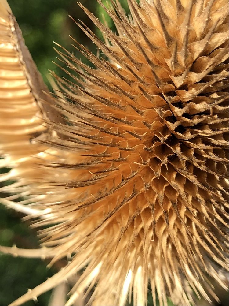 Photograph by Мария Бессмертная