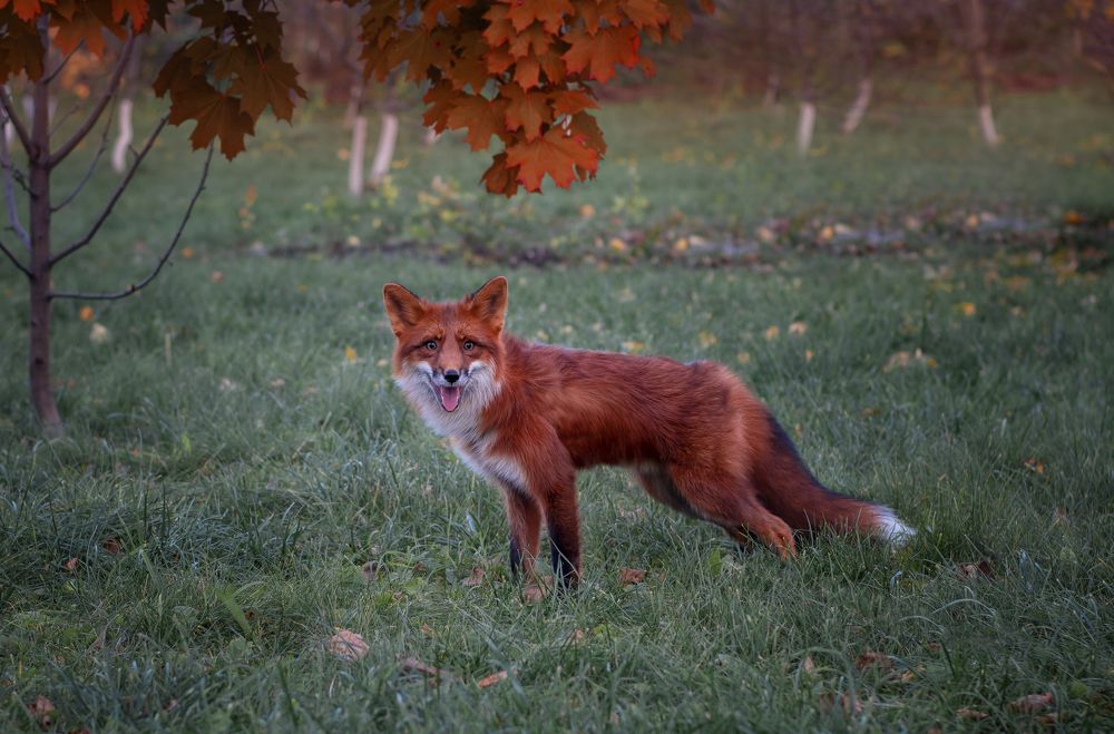 Photograph by Екатерина Лебедева