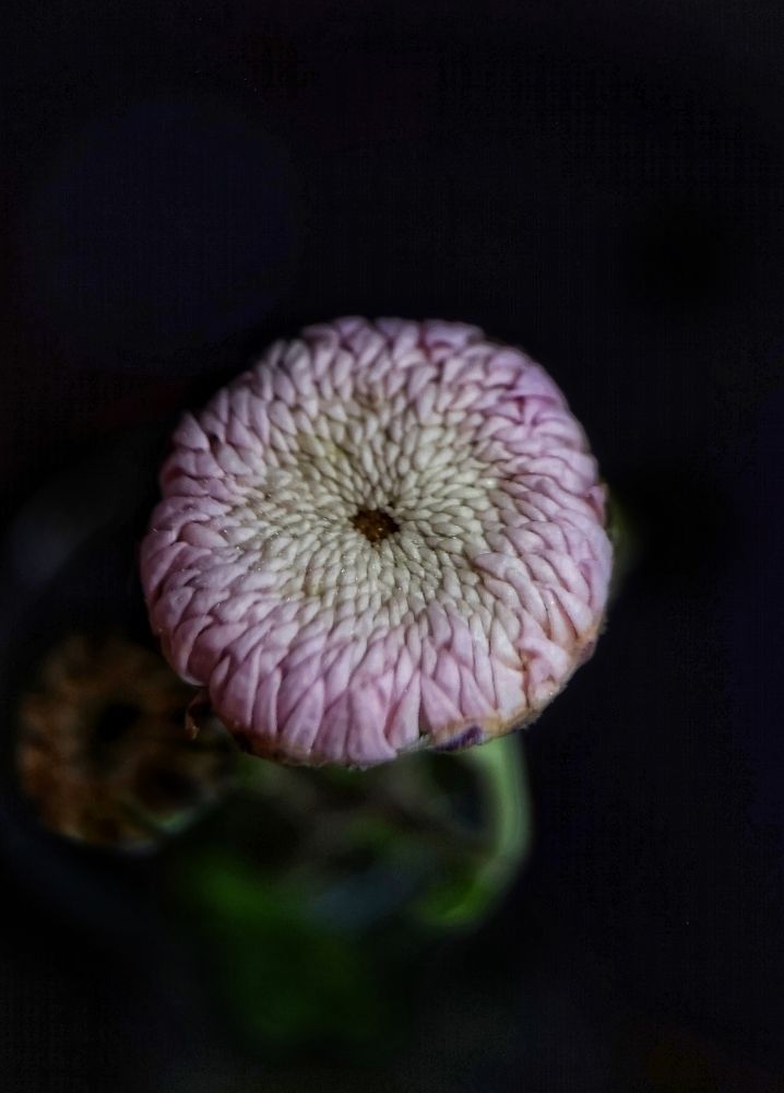 Photograph by Oksana