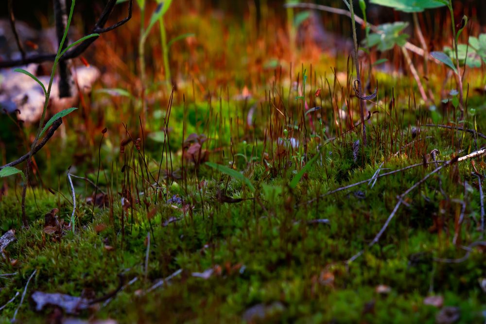 Фотография автора Мария Парамиди