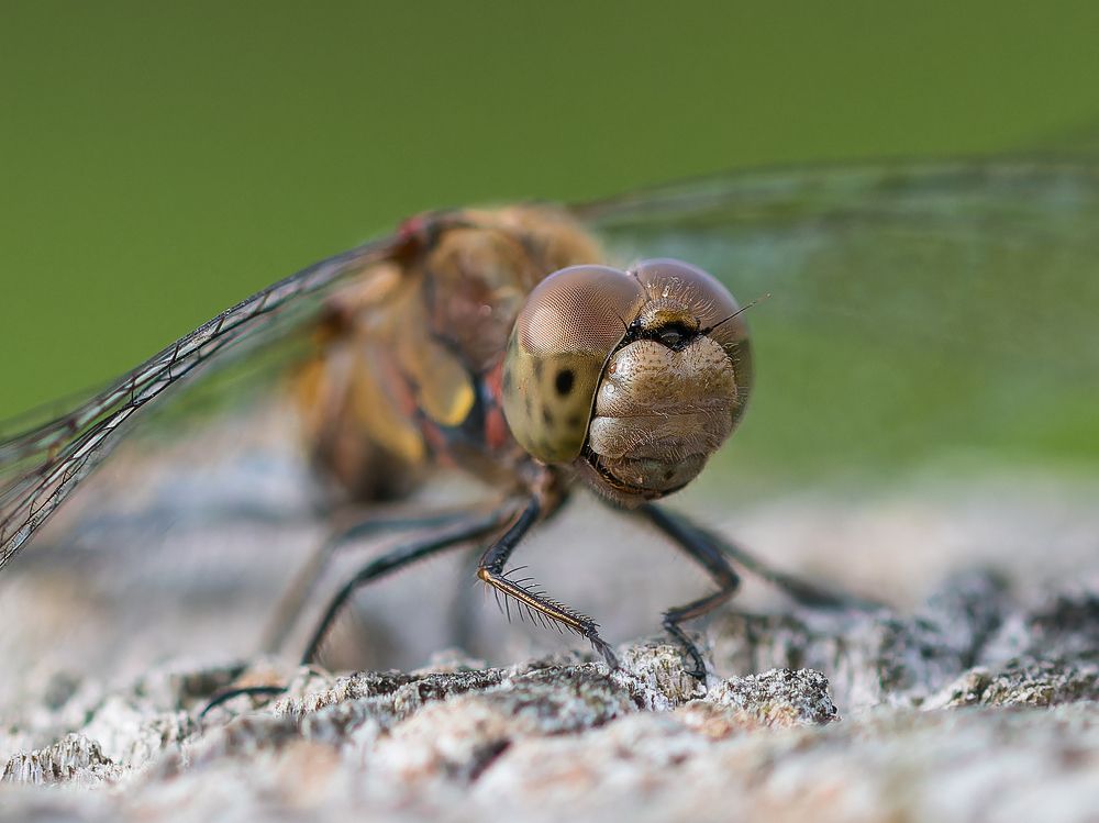 Photograph by Wendy Vanhoudt