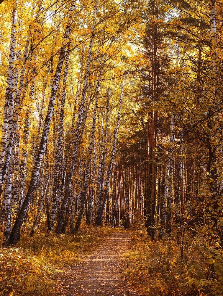 Photograph by Rogozina Olga