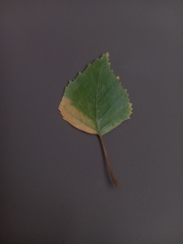 Фотография автора Мария Боровикова