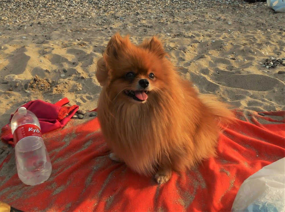 Photograph by Галина Глазкова