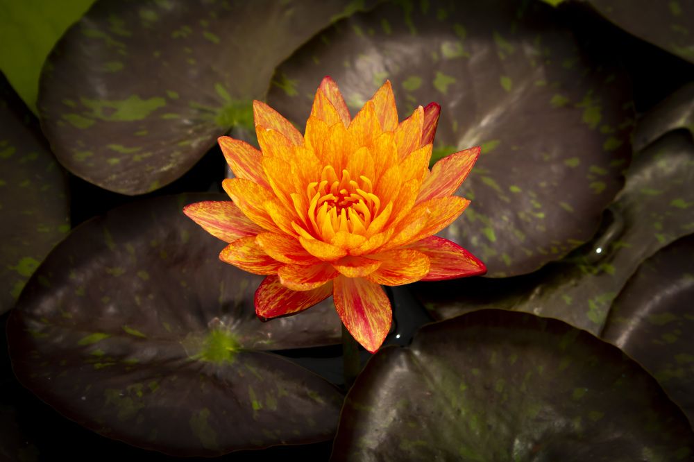 Photograph by Irina Stroh