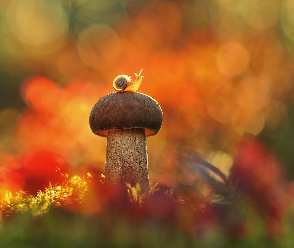 Photograph by Александр Гвоздь