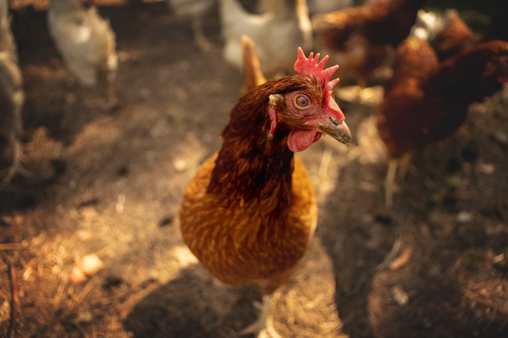 Photograph by Татьяна Александрова