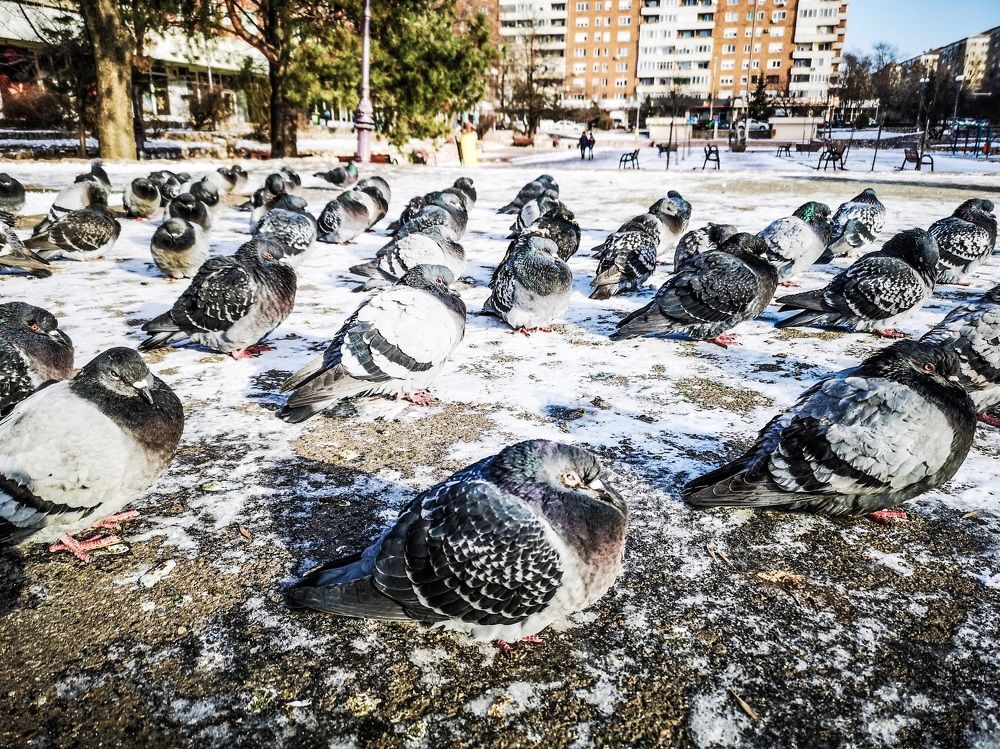 Фотография автора Ian Heard