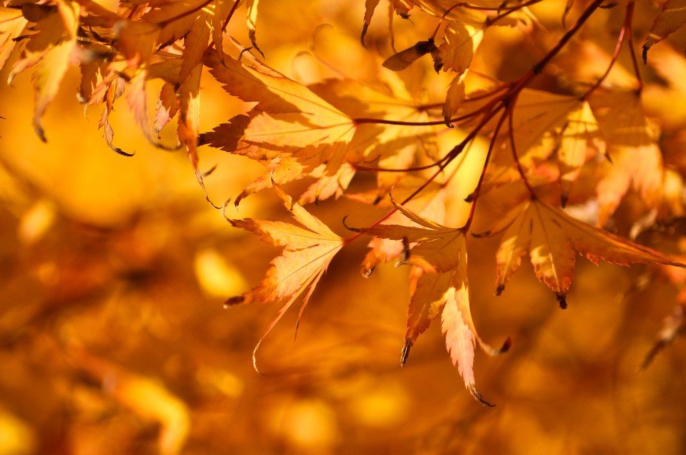 Photograph by Stoyan Baev