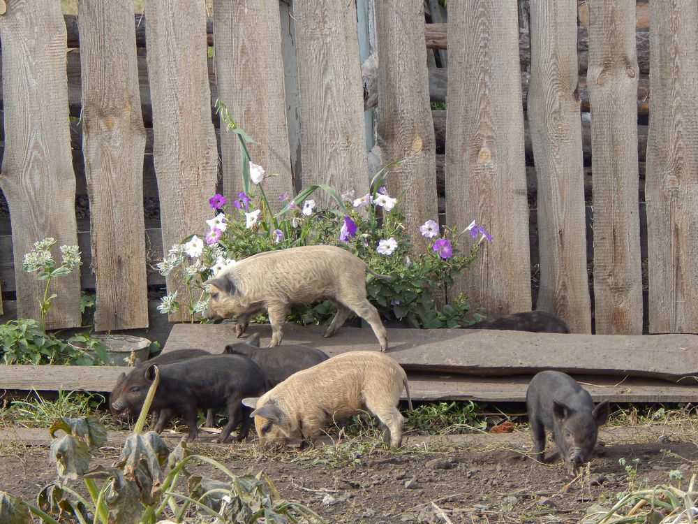 Photograph by Александр Андриянов