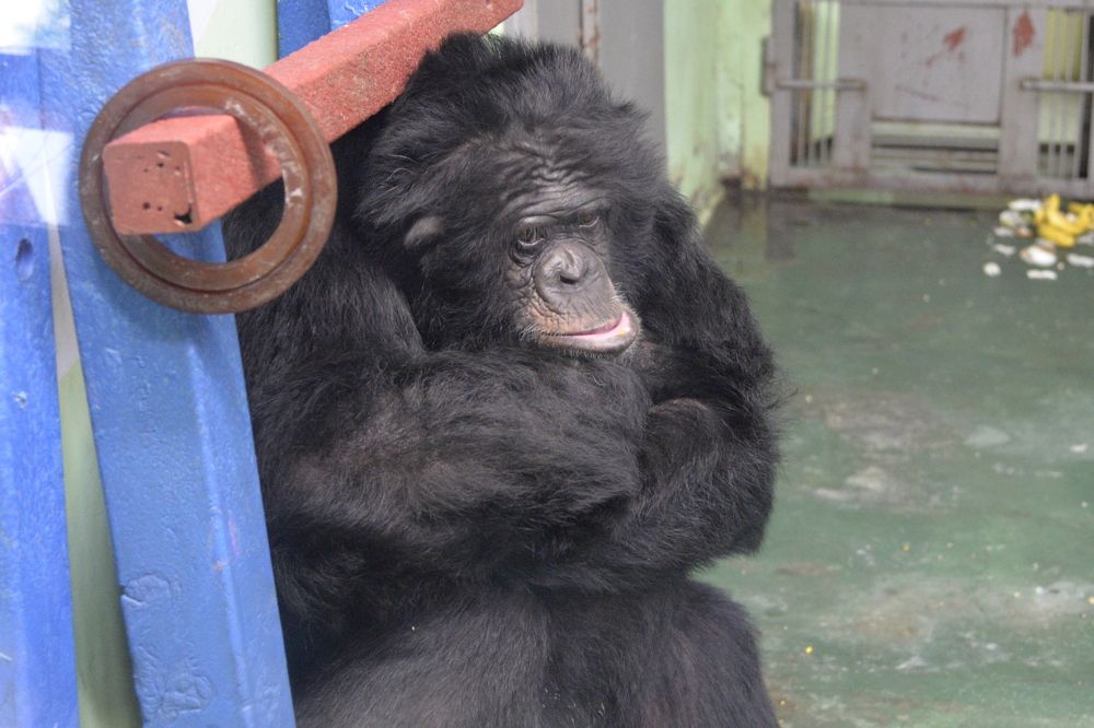 Фотография автора Сергей Чесноков