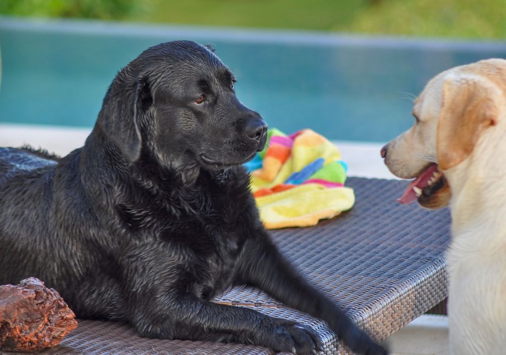 Photograph by Stoyan Baev