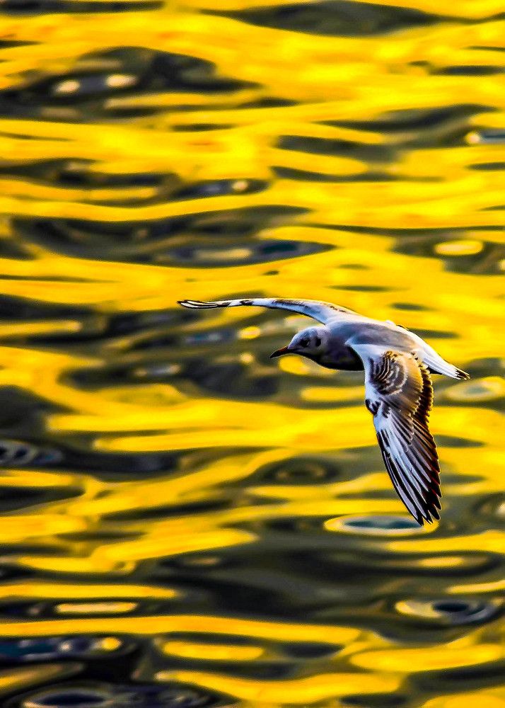 Photograph by DAMOUN POURNEMATI