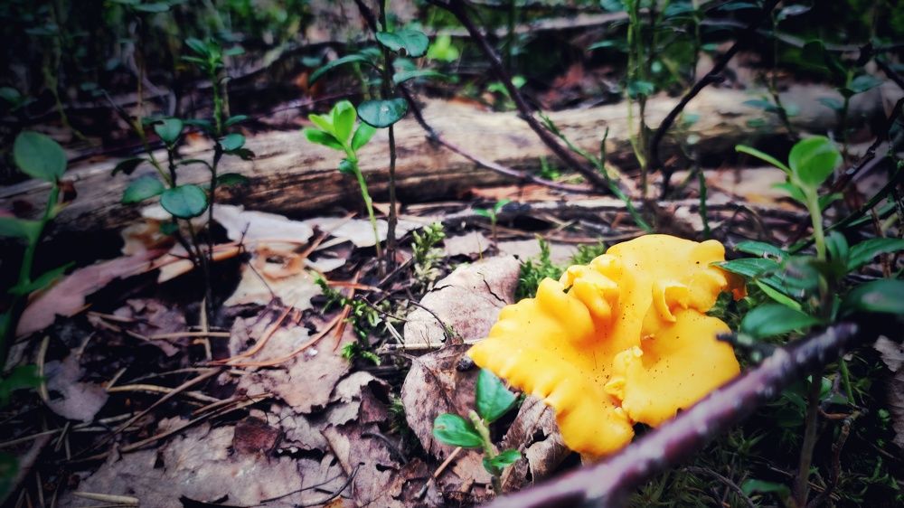 Photograph by Наталья Калюнова