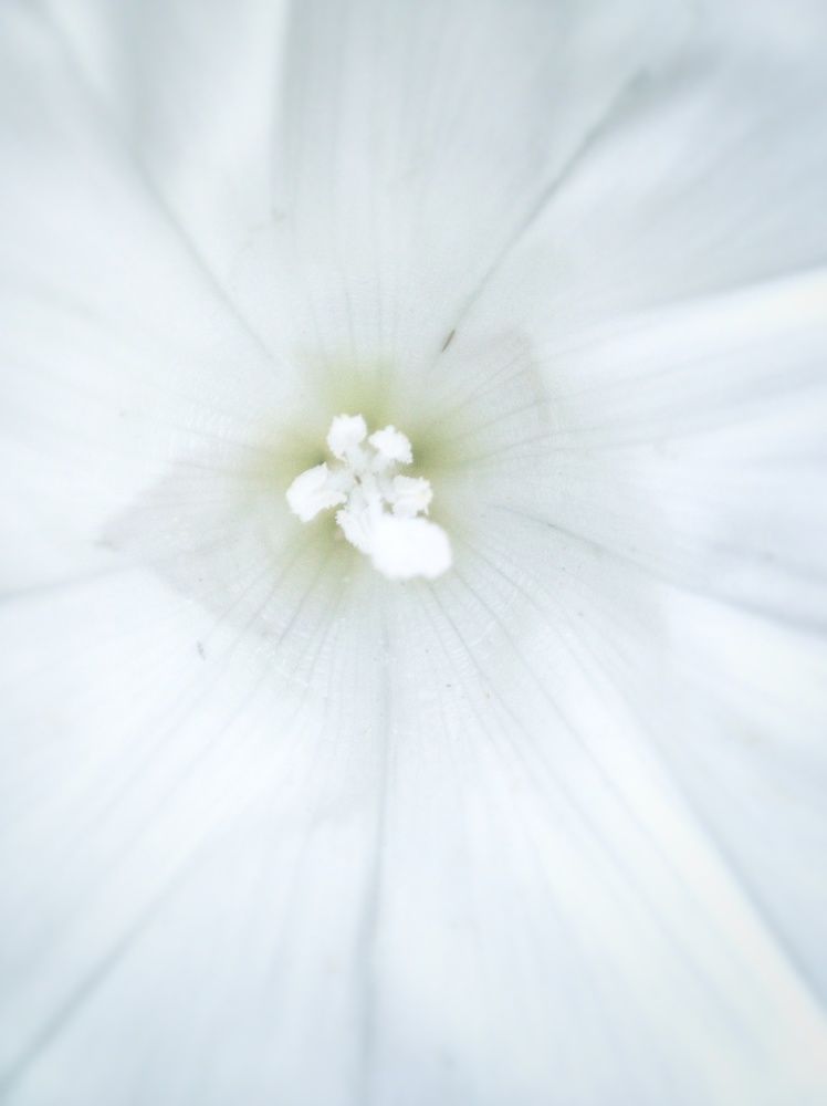 Photograph by Наталья Калюнова