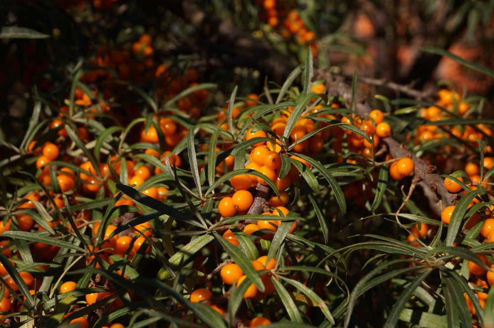 Photograph by Анна