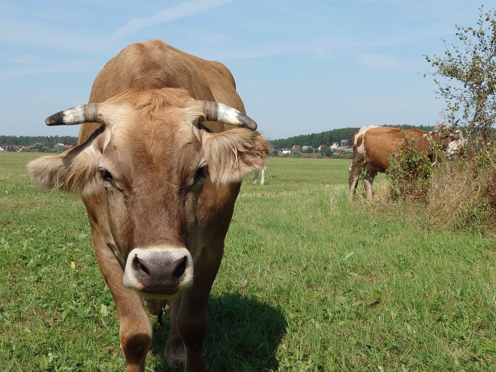 Photograph by Юрий Сычев