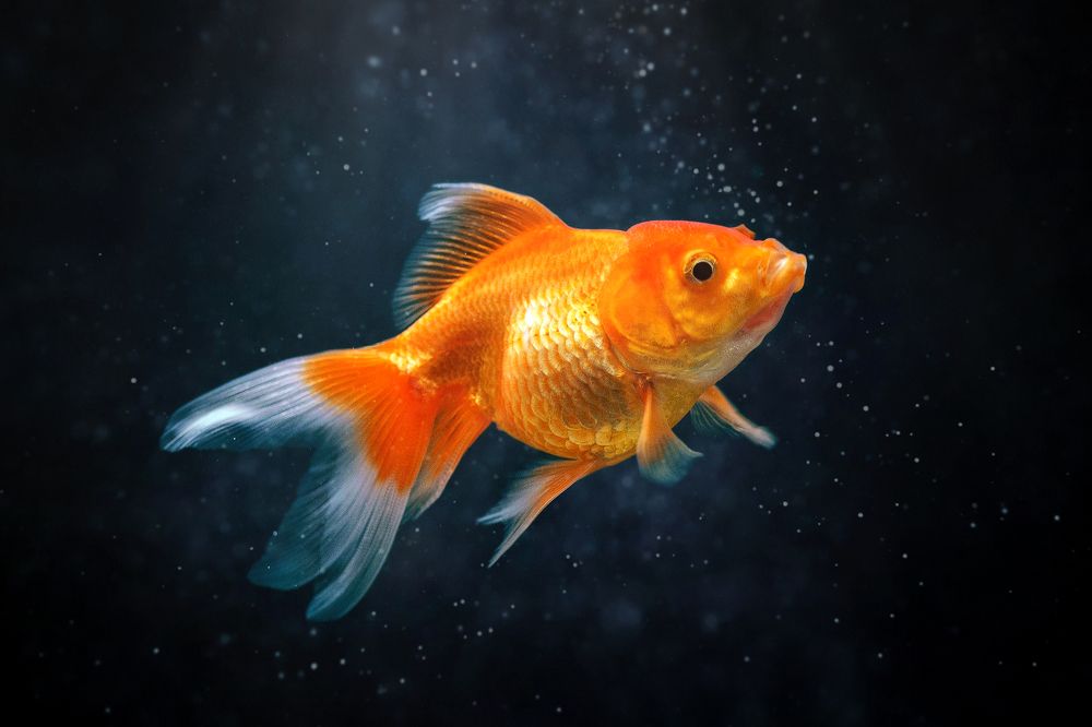 Photograph by Nguyen Hoang Viet