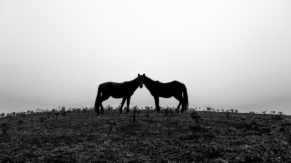 Photograph by seyed mostafa yousefi