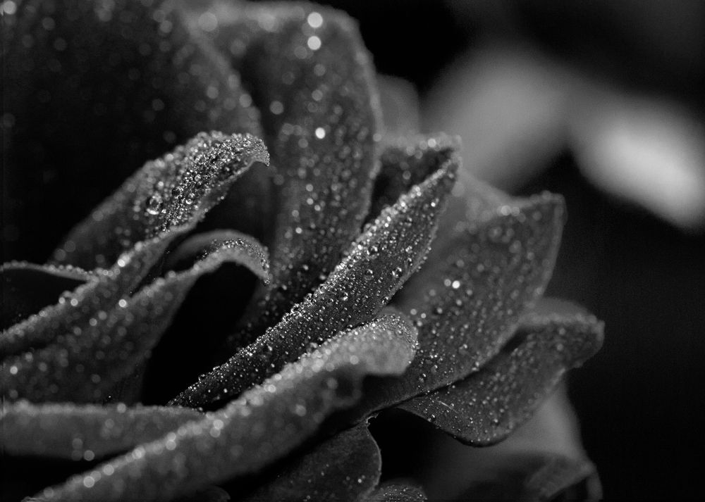 Фотография автора Людмила Прокофьева