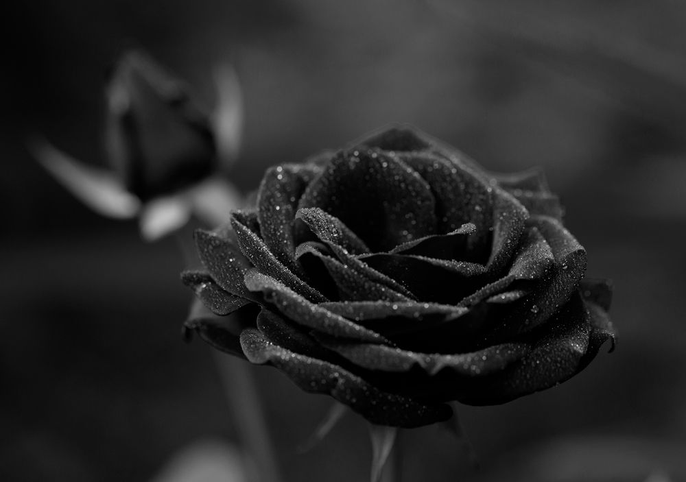 Фотография автора Людмила Прокофьева