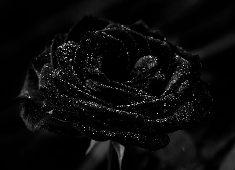 Фотография автора Людмила Прокофьева