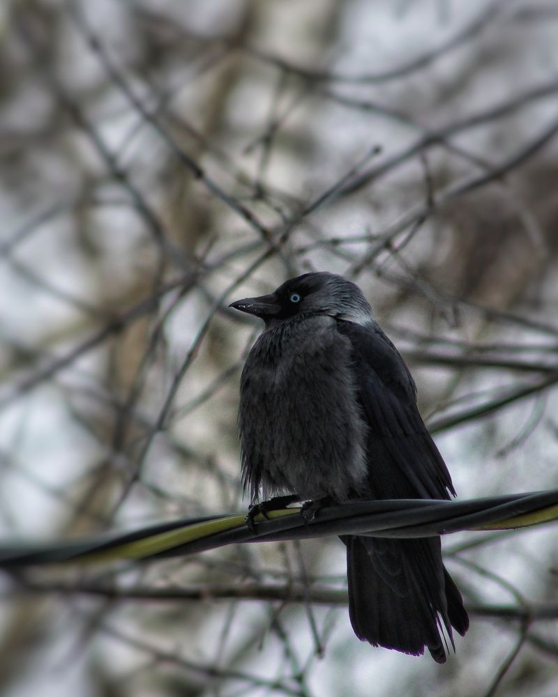 Фотография автора Тамара Караваева