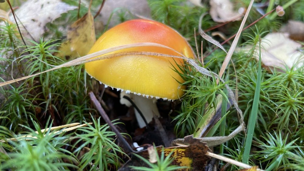 Photograph by Елизавета Большакова