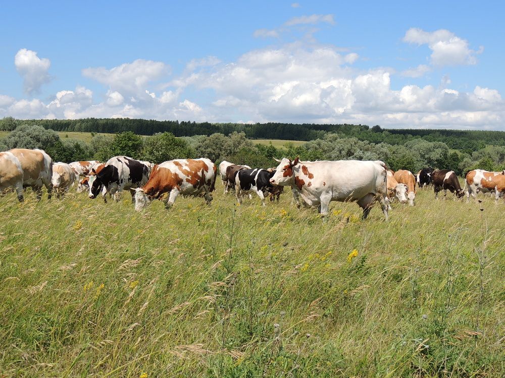 Photograph by Александр Андриянов