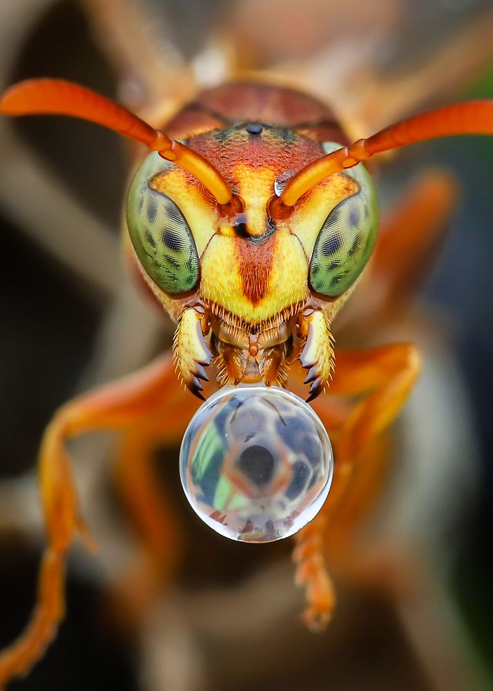 Photograph by Tran The Ngoc