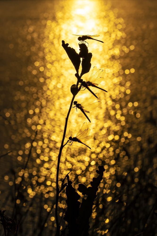 Photograph by Tran The Ngoc