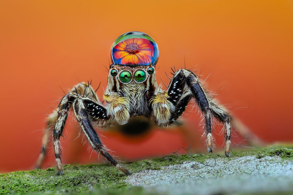 Photograph by Tran The Ngoc