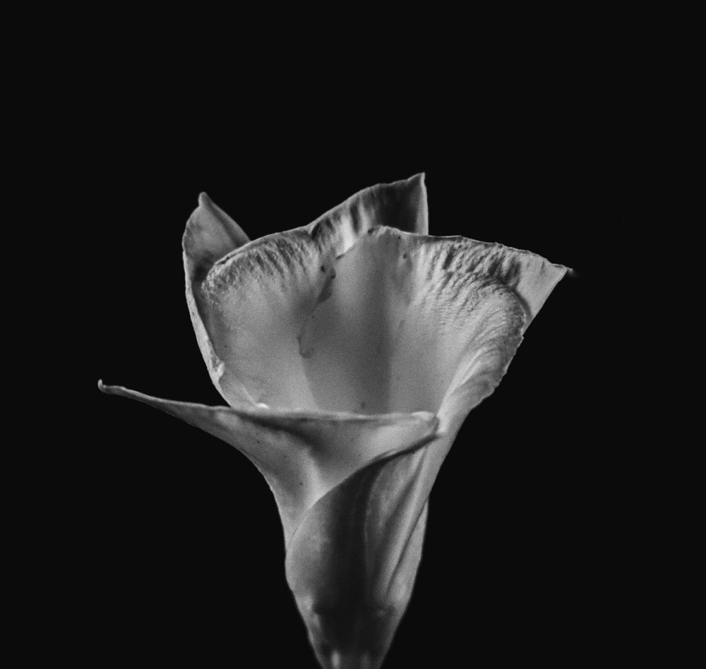 Photograph by Nomesh Patel