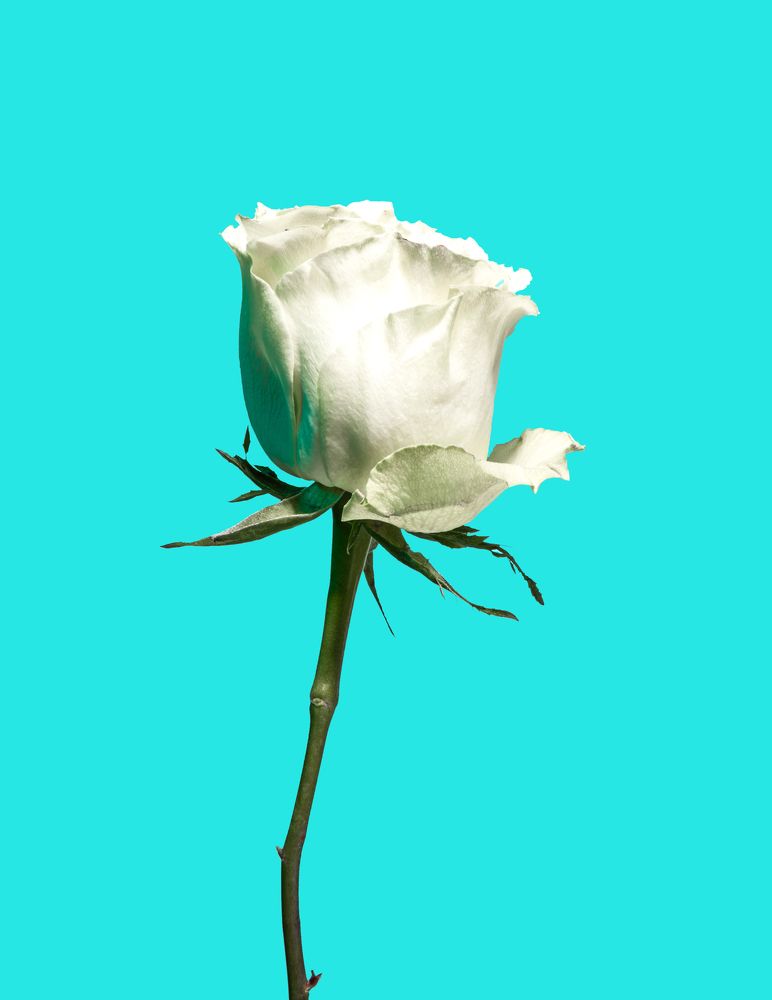 Фотография автора София Птица