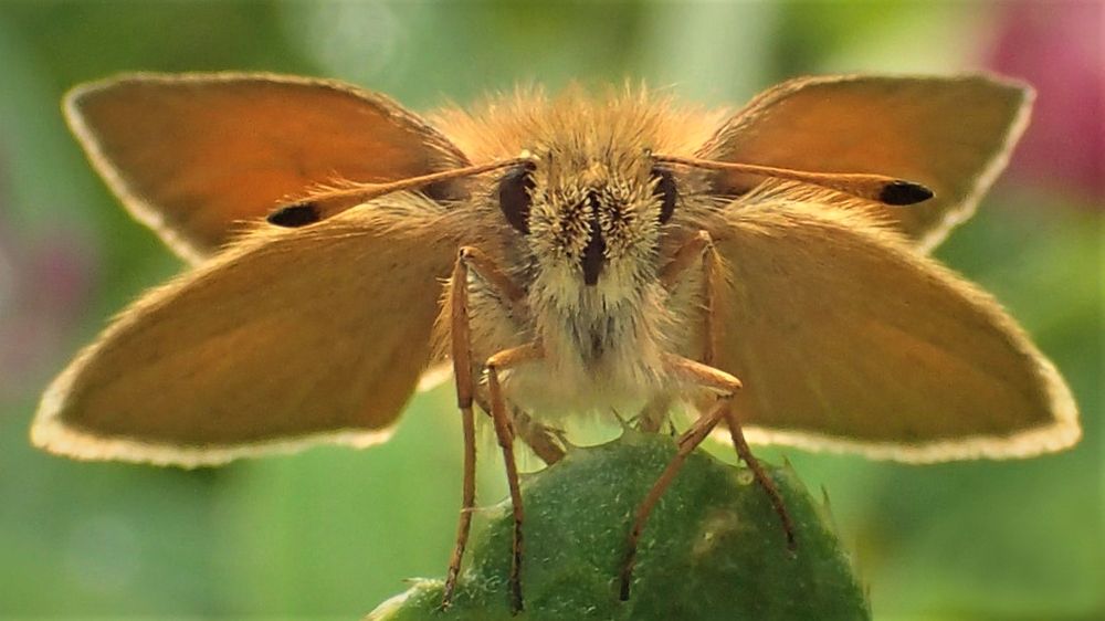 Мохнатое обаяние.