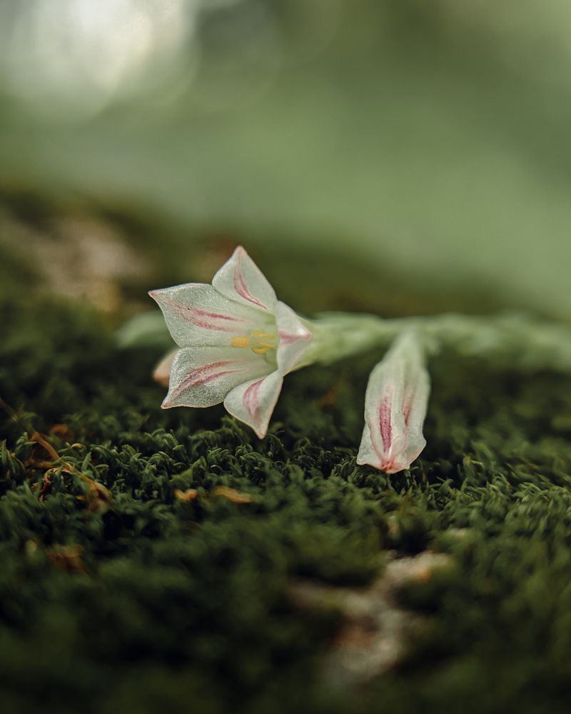 Photograph by Nomesh Patel