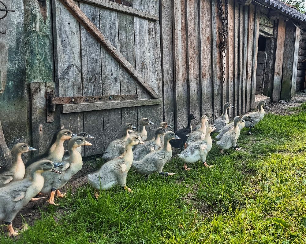 Photograph by Татьяна Соколовская