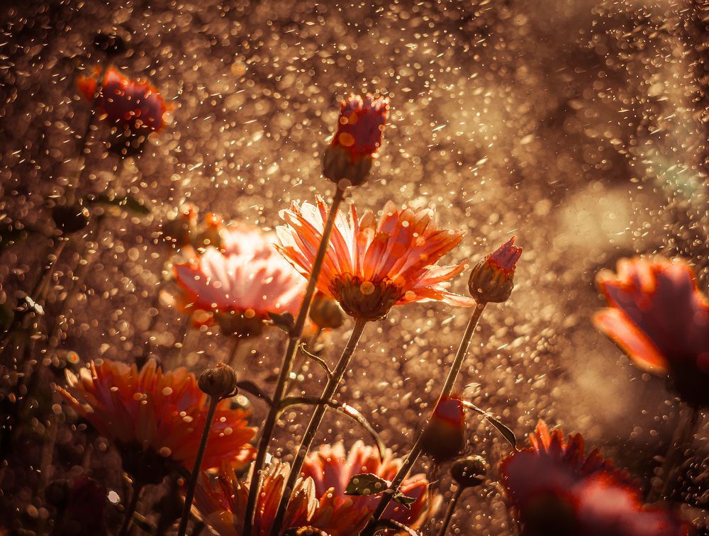 Photograph by Ольга Казакова