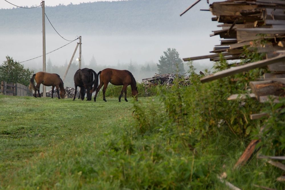 Photograph by Сырчикова Наталья