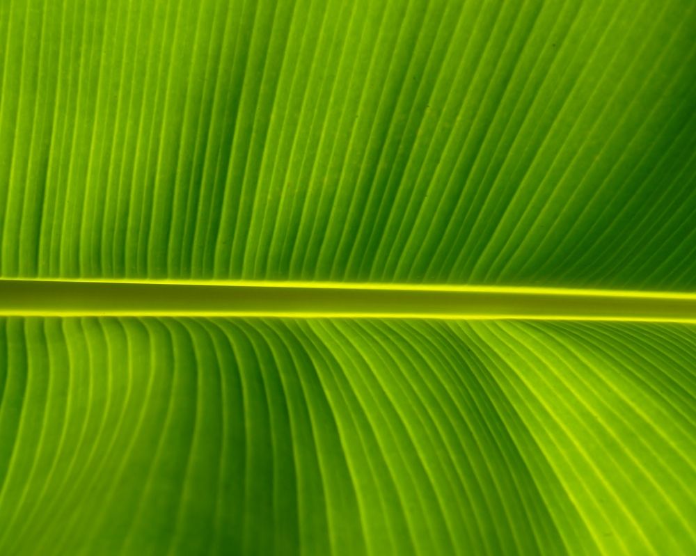 Лист банана