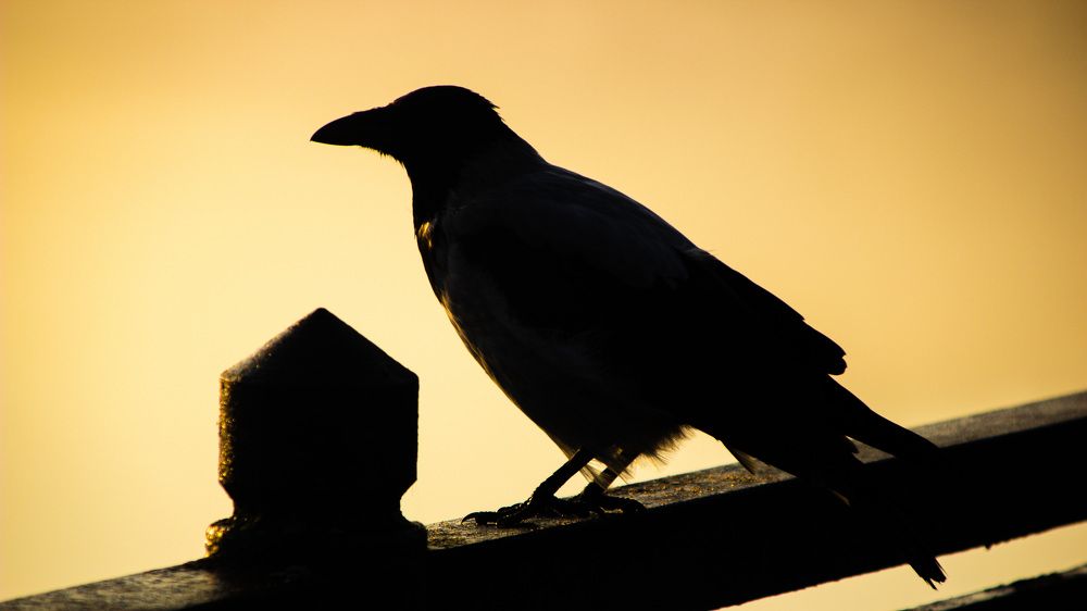 Photograph by Алексей Борисов