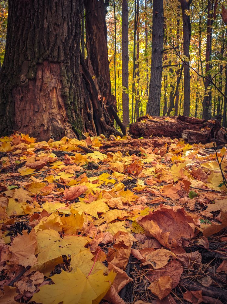 Photograph by Сергей Миронов