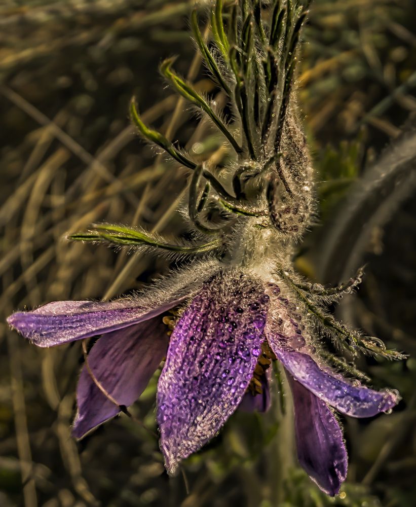 Фотография автора Milena Ivanova