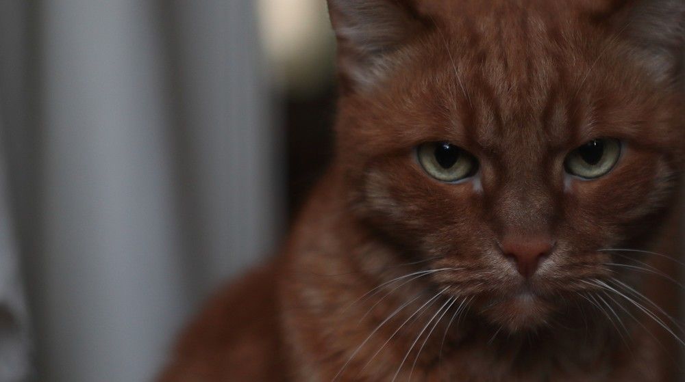 Photograph by Евгения Гуськова