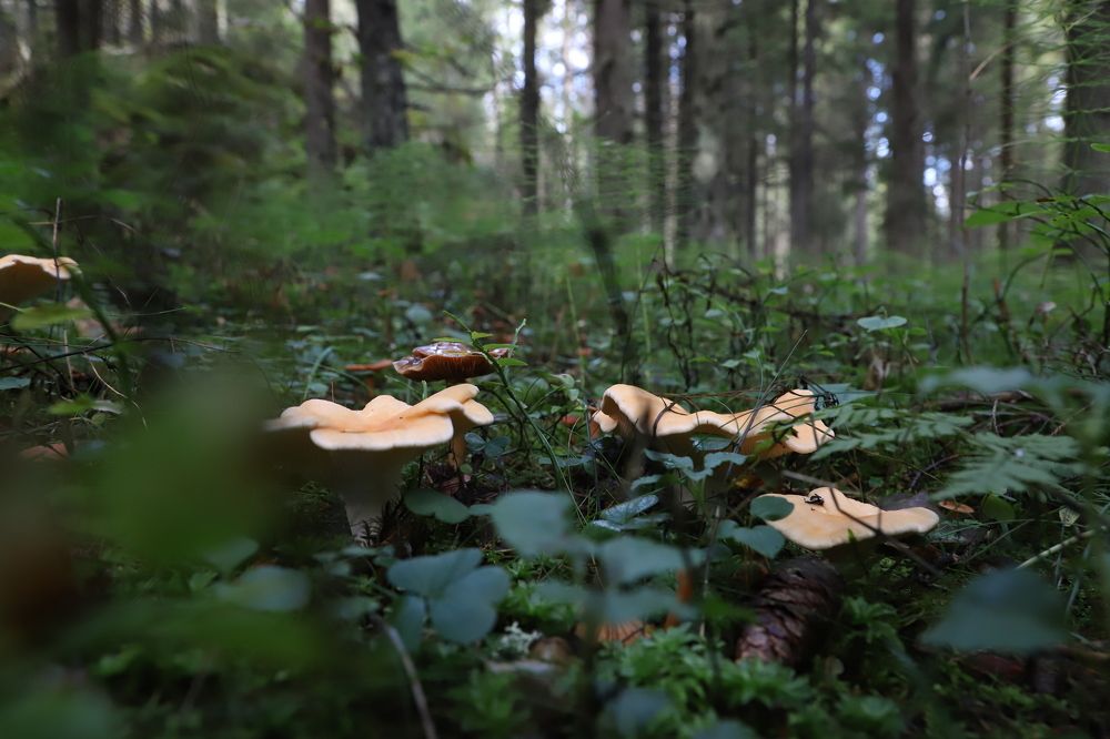 Photograph by Юлия Яковлева