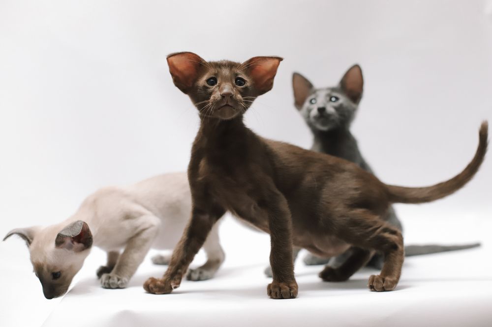 Photograph by Альвина Кузнецова